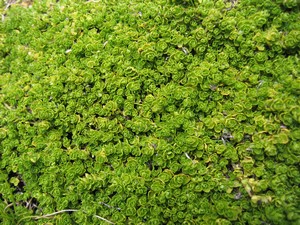 Famous flora on Carstensz Pyramid